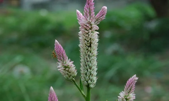 Cây mào gà trắng