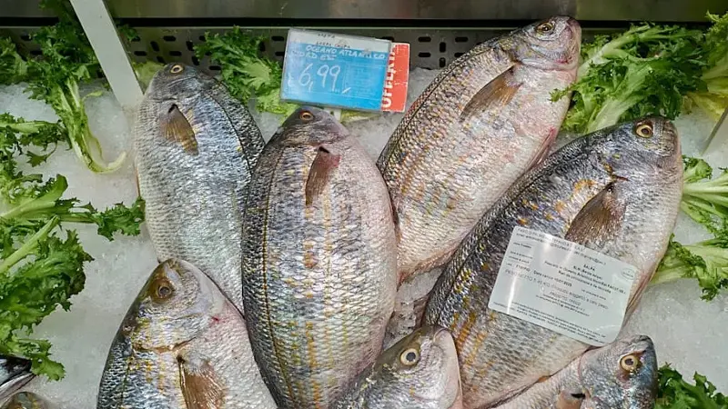 Salema Porgy Fish Displayed In Supermarket Seafood Counter