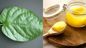Betel Leaves In Ghee: Benefits And Why It’s Trending