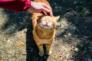 Man Is Definitely ‘Not a Cat Person’ Then Something Shows Up in Backyard