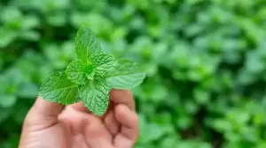 Keep Mint Fresh All Summer: Easy Gardening Tips For Home