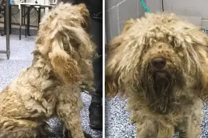 This dog looks unrecognizable after getting 3 pounds of matted fur shaved off!