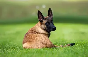 How Malinois Escapes From Home Stuns Owner—‘Acting Like Vet Bills Are Free’