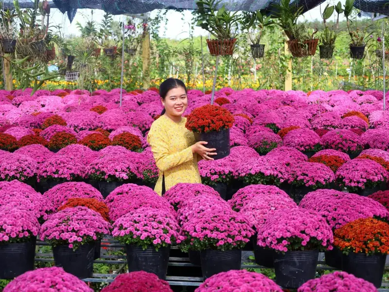The 2nd Sa Dec Flower and Ornamental Festival in 2025 will take place from December 27, 2025 to January 4, 2026.
