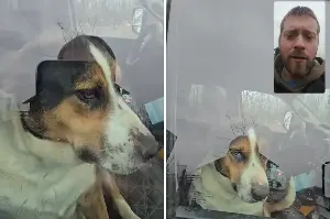 Hysterics As Border Collie Mix Locks Owner out of Car—Shows Zero Remorse