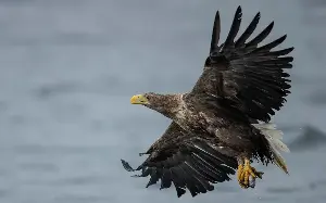 Sea eagles will be tracked to stop attacks on lambs