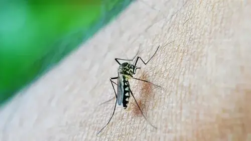 Dengue: Watch out for these side effects that can stay even after recovery, check inside for health tips by doctors to treat the same