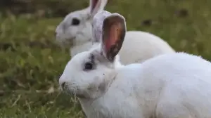 German proverb of the day: ‘He who chases two rabbits at once will catch none’; meaning, why it still matters