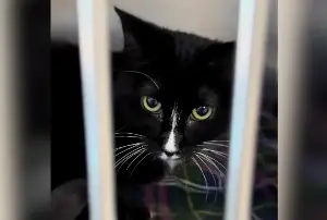 Cat Grows Up in Shelter—Heartbreaking Reason She’s Had Zero Applications