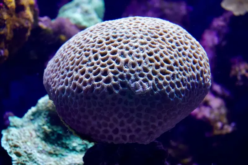 Detailed view of a brain coral with intricate patterns in vibrant blue water lighting.