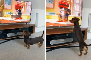 Dachshund Watches Cartoon on TV, Why He’s So Excited Warms Hearts
