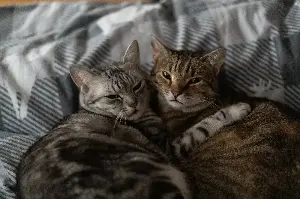 Woman Arrives To Adopt One Kitten—Then Realizes He Has Brother