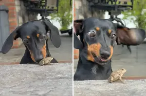Dachshund Has Surprise Encounter With Frog, Her Reaction Is Everything