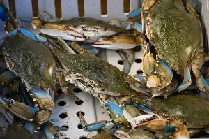 Blue crab population increased this year — but still faces concerning decline
