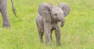 Elephants can swim, charge and rear up, yet they cannot jump — the bones in their legs all point downward, and their sheer mass leaves no spring to lift four feet at once