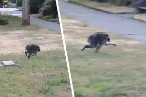 Raccoon with unusually short spine named "Jimothy" becomes social media star!