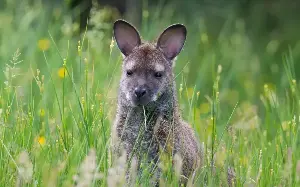 My search for the Isle of Man’s wild wallabies