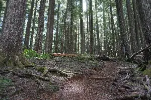 Gregory Scruggs: Mount Ellinor hosts Washington’s first world series trail running race