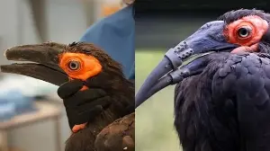 In world first, injured hornbill gets 3D-printed upper and lower beak prostheses at Amsterdam zoo
