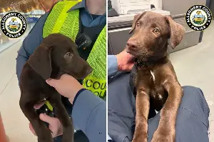 Labrador Puppy Abandoned by Owner at Airport After Dog Was ‘Unable to Fly’