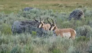 More Idaho farmers, ranchers can now get federal funds to help migrating wildlife