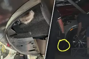 Georgia student drives over 700 miles and finds feline surprise in unlikely spot!