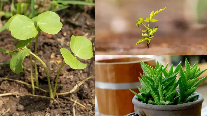 Plants like (clockwise from left) hibiscus, neem and aloe vera can help in naturally purifying the air. 