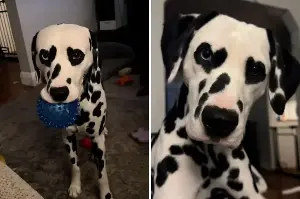 Dog with "heart eyes" melts hearts by the dozen: "This dog belongs in a Disney movie"