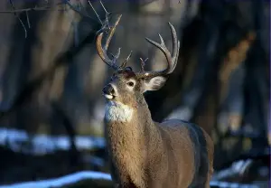 This fast-spreading disease is being called the ‘biggest threat’ to deer. It’s getting closer to Connecticut.