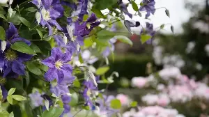 What to Do With Clematis in May – 5 Simple Jobs That Lead to Bigger, Better Summer Blooms