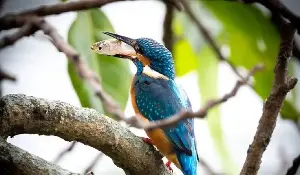 Why do so many species of wild birds congregate around Ho Guom Lake?