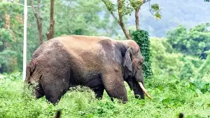 Reading elephants long before the papers did