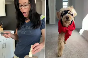Superhero dog has TikTokers gushing over this adorable cheese "rescue"