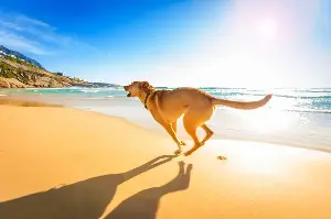 How to keep your dog cool and comfortable this summer