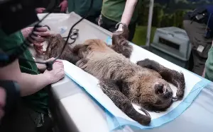 Sloth sent for scan after zookeepers said it was ‘too sleepy’