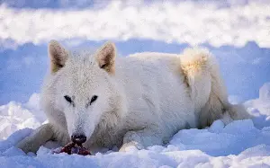 ‘Extinct’ Game of Thrones wolves now thriving