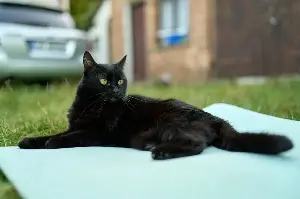 How Stray Cat Naps for the First Time in Cozy New Bed Melts Hearts