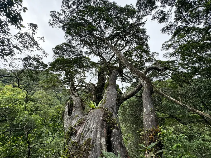 Cypress trees on rocky mountains in Phong Nha-Ke Bang National Park - Photo: N.H