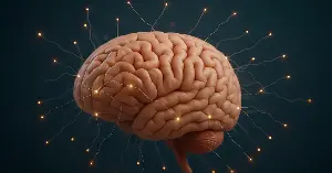 For more than thirty years after his death in 1955, Albert Einstein’s brain was kept in a series of jars in the basement of a Kansas pathologist who had removed it during the autopsy without permission — and when researchers finally examined it in the 1980s and 1990s, one study found that a specific region called the inferior parietal lobule was about fifteen percent wider than the average brain