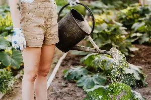 Heatwave gardening tips: How to keep plants alive and save water this May