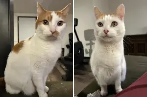 Hearts Melt as Senior Bonded Cats Aged 10 Find a Home Together