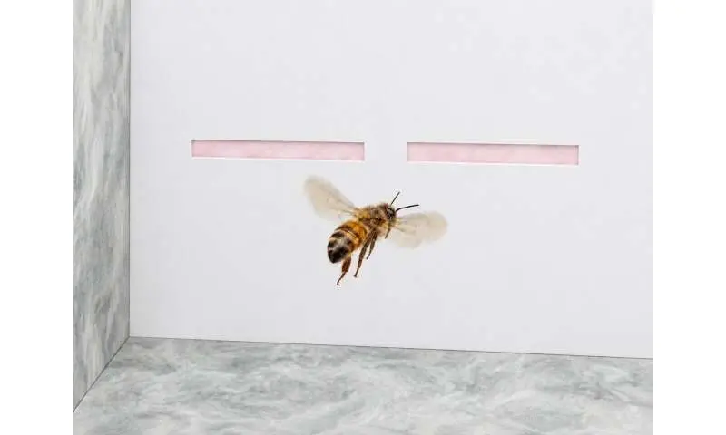 How honeybees choose paths while flying