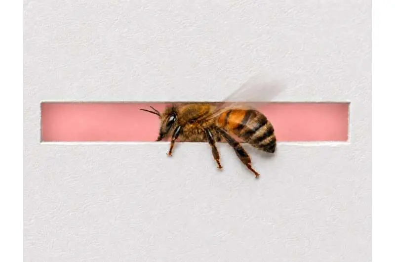 How honeybees choose paths while flying