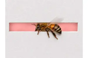 Honeybees reveal Weber's law in flight when choosing paths