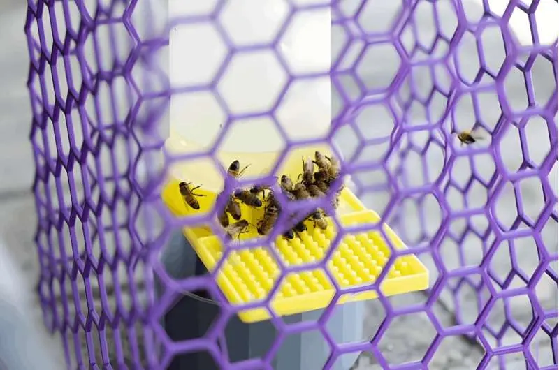 How honeybees choose paths while flying