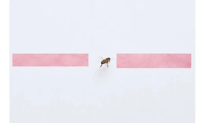 How honeybees choose paths while flying