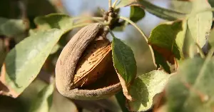 Almonds require more water than expected.