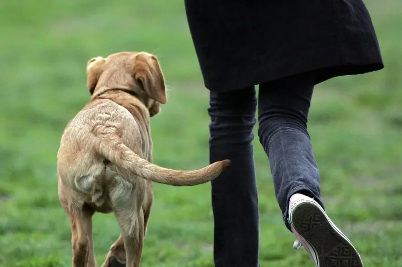 A dog often shadows their most trusted human from room to room, experts say (Getty Images)