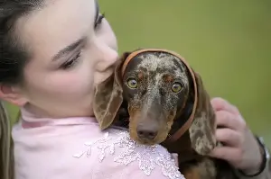 The four ways to tell if your dog really trusts you