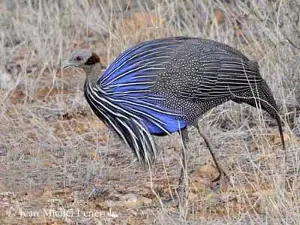 Discover the largest guinea fowl species in Africa.